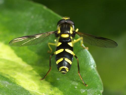 Philhelius sp.